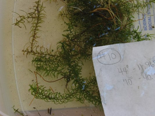 SITE10 slender waterweed (2)